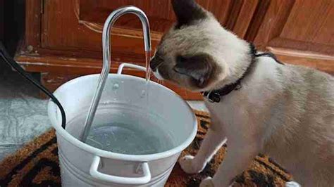 18 DIY Drinking Fountain For Cats: Indoor & Outdoor Ideas - DIY Favorite