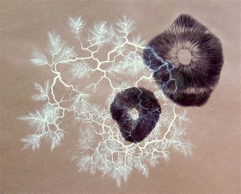 Stropharia rugosoannulata spore print by SSlug.deviantart.com on @DeviantArt | Bloemen ...