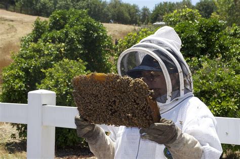 Make Your Own Honey with Backyard Beekeeping | Greener Ideal