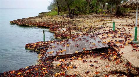 Epic migration of crab in Cuba in pictures and video - Strange Sounds