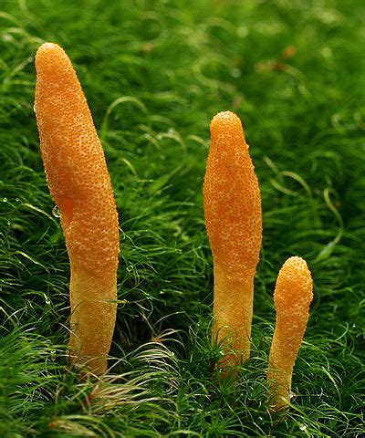 Cordyceps: the killer fungus! – Family Naturopathic Clinic