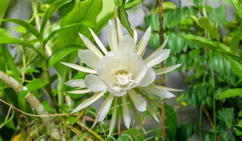 Epiphyllum Oxypetalum: The Unique Night-Blooming Cactus Plant