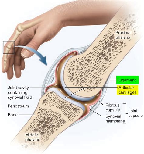 Ligaments - Thumb, Shoulder, Elbow, Hip, Knee and Ankle Ligaments