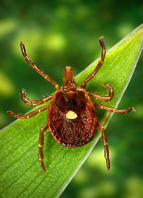 Information on Ticks in Vermont | Vermont Department of Health