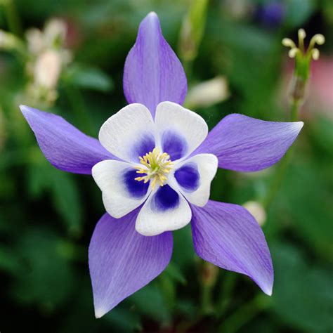 Romantic Flowers: Columbine Flower