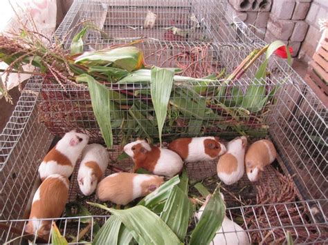 Guideline on Features For Guinea Pig Cages | Pets Nurturing