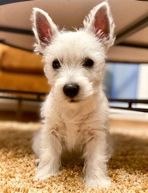 Westie Jack Russell Mix: Here's Everything You Need To Know