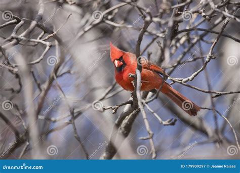 Northern Cardinal Male Singing in a Tree Stock Image - Image of fence, grackel: 179909297