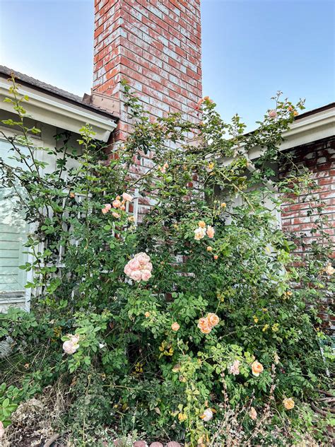 Rose Gardening: My Break from Knitting - A Bee In The Bonnet