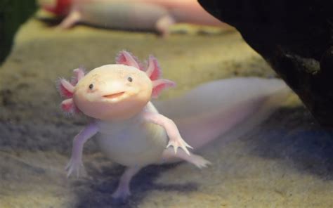 Axolotl picture - Google Search | Axolotl pet, Axolotl, Axolotl cute