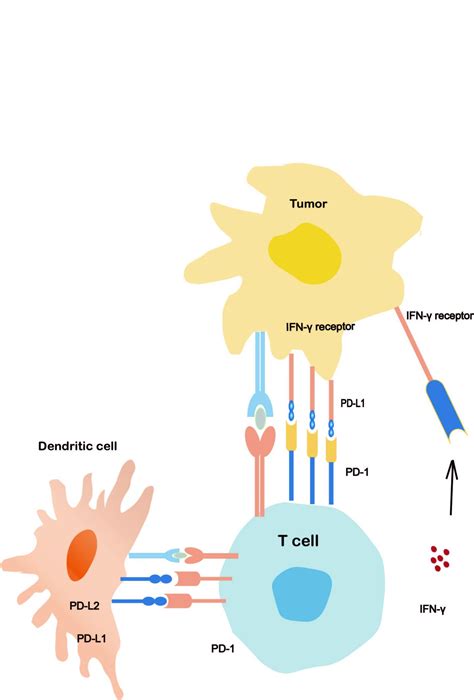 Pilz Märtyrer Nachsehen in pd 1 mechanism of action Sieger Absurd Penelope