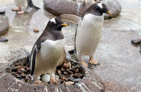 First eggs for nesting penguins at Edinburgh Zoo | Discover Animals