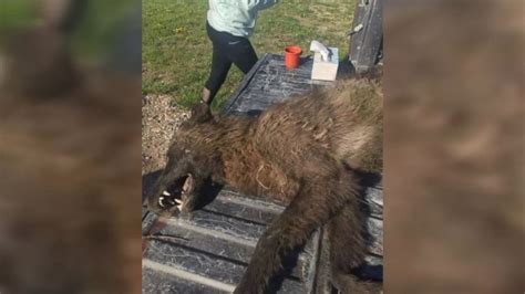 Video Mysterious, large wolf-like creature shot in Montana has finally ...