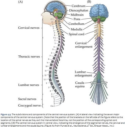 Duke Neurosciences - Lab 2: Spinal Cord & Brainstem: Surface and ...