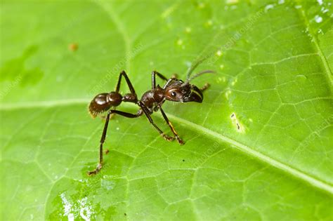 'Giant Hunting Ant, Peruvian Amazon' - Stock Image - F032/0027 ...