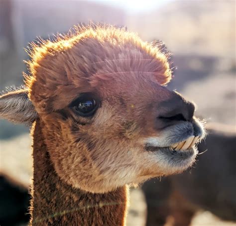 Best rated alpaca adventures package and vacation tricks and tips in ...