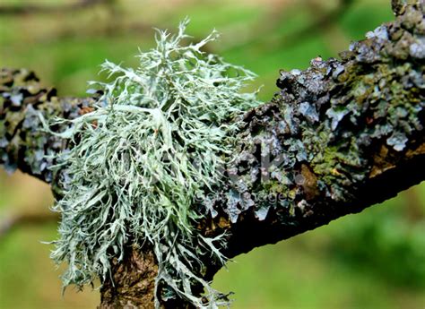 Close-Up Image Of Silver Lichen Plants Growing On Tree Branch Stock Photo | Royalty-Free ...