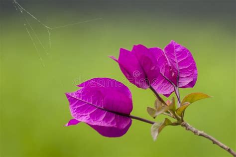 Purple leaf stock image. Image of color, purple, leaf - 40345663