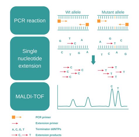 Genotyping – what it is and how it works | INTEGRA