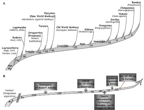 Human Evolution Diagram Tree