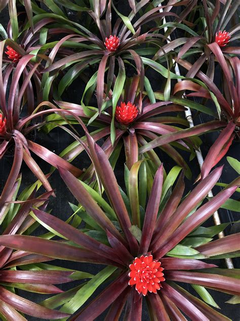 Bromeliads – Rooted