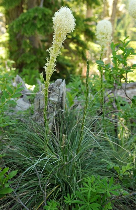 Bear Grass – Sparrowhawk Native Plants