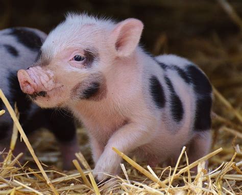 The Adorable World of Baby Pigs - Animals Around The Globe