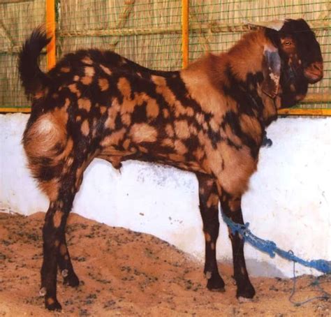 Sirohi Goat Contract Farming at Best Price in Bangalore | Vehaan ...