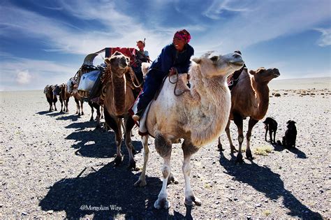 Mongolian Nomadic Lifestyle - Your Questions Answered — Mongolia Tours & Travel 2022/2023