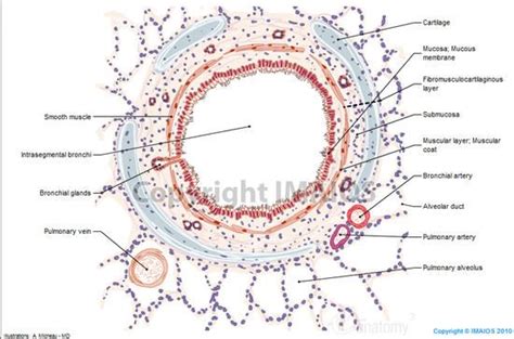 Segmental bronchus : Histology | Histology slides, Anatomy and physiology, Stratified squamous ...