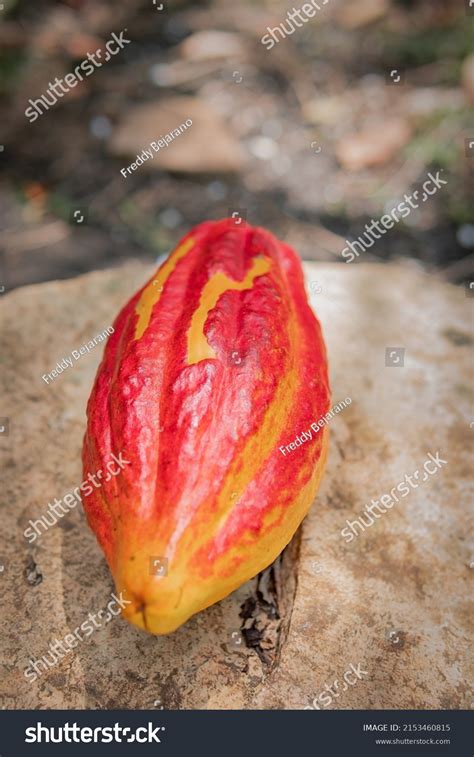 Cocoa Bean Fermented Dried Seed Theobroma Stock Photo 2153460815 | Shutterstock