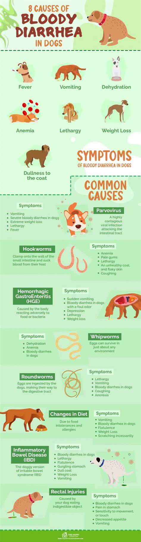 8 Causes of Bloody Diarrhea in Dogs, Best Treatments and a Case-Study