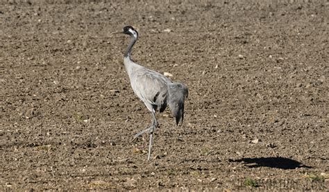 Gruiformes by simonsnature.com