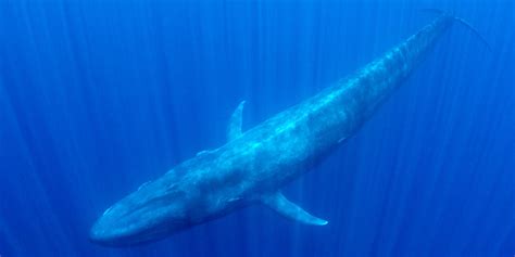 Blue Whale Free Diving Expedition to Sri Lanka. Swimming with blue whales | Big Fish Expeditions