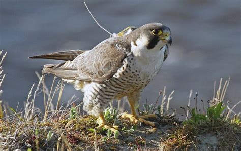 Gene shapes peregrine falcon migration - Techzle