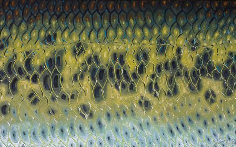 7 Best Fish Scales Painting images | Fish, Fish art, Fish scales