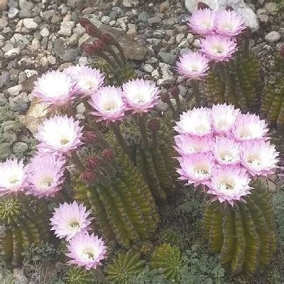 82 Types of Echinopsis Cacti [With Pictures] - Succulent Alley