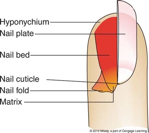 Milady Chapter 9 Nail Structure And Growth - Nail Ftempo