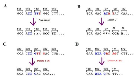 Frameshift Mutation - Definition, Examples & Effects | Biology Dictionary