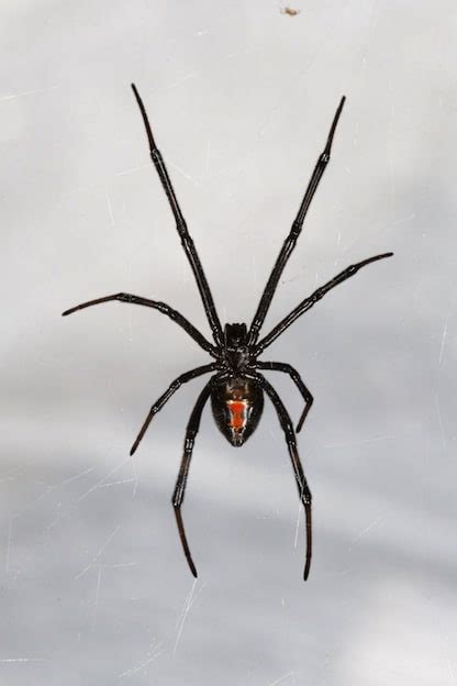 Black Widow Spider | Spider Facts and Information