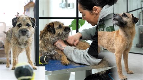 Hand Stripping a Border Terrier - Dog Grooming Tutorial - YouTube