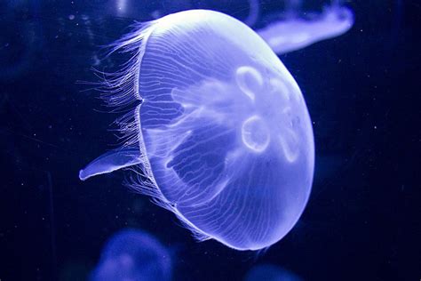 moon jelly (Aurelia aurita) | Jellyfish, Jellyfish photography, Marine animals