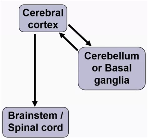 Basal ganglia and cerebellum: disorders of movement Flashcards | Quizlet