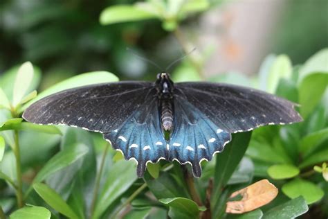 Pipevine Swallowtail butterfly | The Pipevine Swallowtail bu… | Flickr