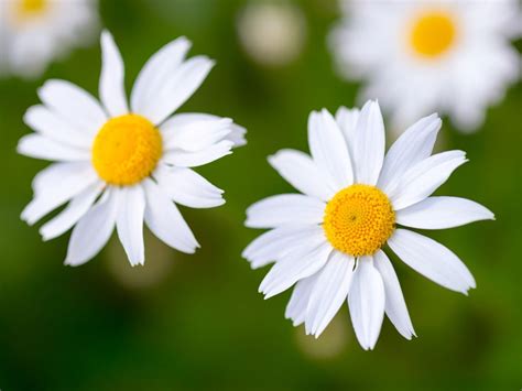 Different Types Of Daisies: Learn About The Differences Between Daisies