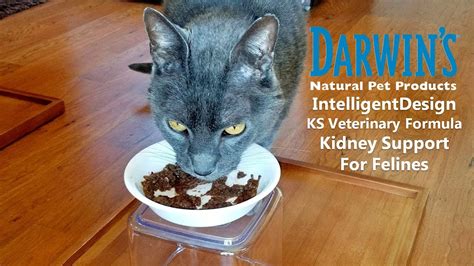 57 HQ Photos Darwin S Raw Cat Food Reviews - Best Raw Cat Food Brands For Indoor Cats Darwin S ...