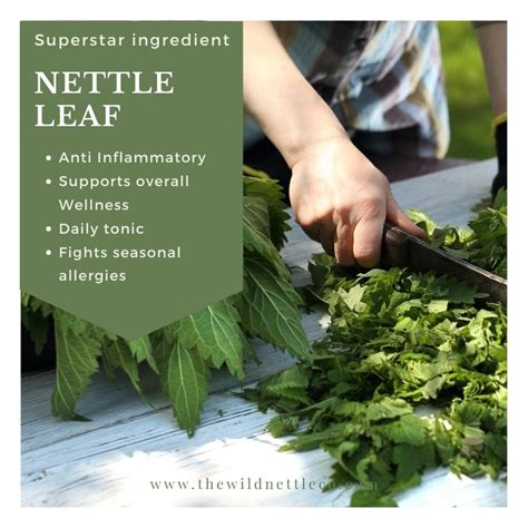 5 Best ways to use Nettle Leaf - Benefits of Stinging Nettle