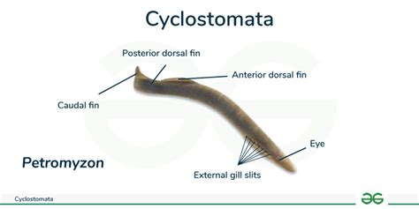 Cyclostomata - Characteristics, Classification, & its Examples - GeeksforGeeks