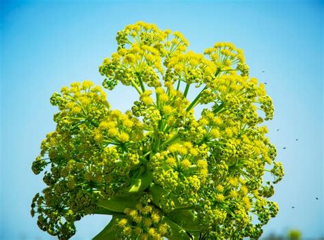 Premium Photo | Ferula plant against the sky