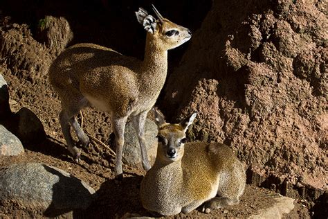 Klipspringer | San Diego Zoo Animals & Plants